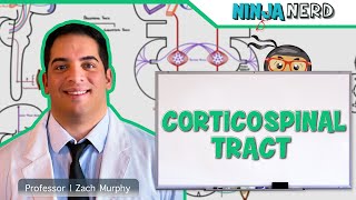 Neurology  Descending Tracts Corticospinal Tract [upl. by Ssilem]