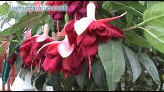 Fascinating Fuchsias [upl. by Haizek]