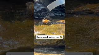 Bird baths can help your backyard bees stay hydrated  create shallow edges or wet rocks [upl. by Ileana478]