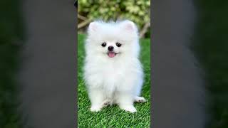 5 PROBLEMS OF POMERANIAN short Pomeranian dogsbiography [upl. by Libnah]