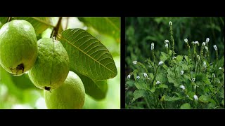 MEDICINAL AND SPIRITUAL USES OF GUAVA amp AKOFEM ATIKO Heliotropium indicum [upl. by Lucine]