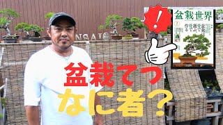 【盆栽初心者の方】向けの動画を配信する「盆栽てつ」を紹介します。盆栽デザイナー「てつ」チャンネル [upl. by Atnoek742]