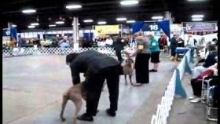 From The Field Dog Show In Louisville [upl. by Eanore]