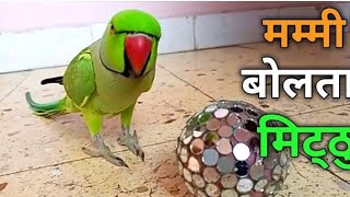 papa ka pyara mithu  mummy bolta parrot  parrot talking short video  kitu mittoo parrot [upl. by Adyeren]