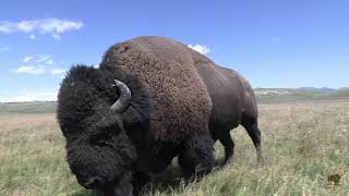 Yellowstone Bison Rut [upl. by Kast]