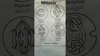 Stages of Mitosis shorts youtube mitosis [upl. by Nile]