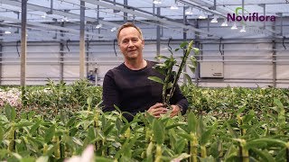 Dendrobium Nobile  Plant Expert Noviflora  Arno  Vlog 01  EN [upl. by Hendrik]