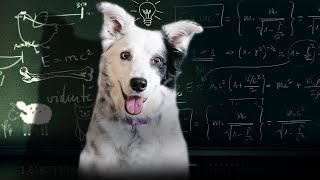 Smartest Dog Breeds اذكي انواع الكلاب [upl. by Berard663]