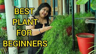 How to Grow and Care Asparagus Fern Plant  BEST PLANT FOR BEGINNERS  FUN GARDENING [upl. by Hardy]