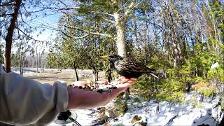 European Starling April 24 2020 [upl. by Ennaoj618]