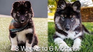 8 Weeks to 6 Months My Husky Transformation [upl. by Narot109]