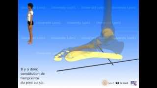 Le pied  appuis déformations propulsion [upl. by Atem]