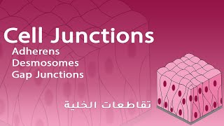 Cell Junctions Adherens Desmosomes Gap Junctions  شرح بالعربي [upl. by Nialb]