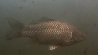 CARPA COMUN cyprinus carpio [upl. by Rosinski]