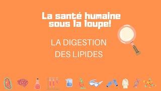 La digestion des lipides [upl. by Koller]