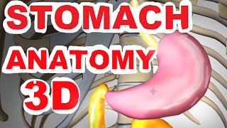 Stomach Anatomy and Gastrointestinal tract pt 1 [upl. by Onilecram614]