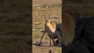 Reedbuck amp Oxpeckers shorts kenyawildlife kenyansafari africanwildanimals [upl. by Aerdno568]