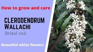 Clerodendrum wallichi Bridal veil Nodding clerodendron Beautiful white elegant dangling flowers [upl. by Zippel]