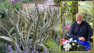 PHORMIUM LIN DE NOUVELLEZÉLANDE SUPERBE TOUFFE DE FEUILLES COLORÉES… Le Quotidien du Jardin N°298 [upl. by Yunfei226]