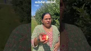 అమెరికా యాపిల్ Taste america andhra atthaya pinni [upl. by Ladnyk596]