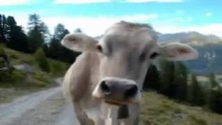 UNA VACA CONTANDO CHISTES [upl. by Rezeile]