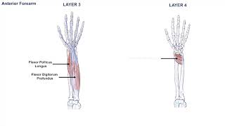 Anatomy of the Forearm  Muscles and Tendons  Lesson 1 [upl. by Annabal677]