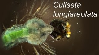 Culiseta longiareolata larvae [upl. by Ayita]