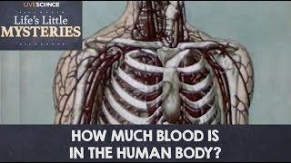 How Much Blood is in the Human Body [upl. by Naylor764]