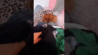 ♥️ animals dog pekinezer pekingese funny fannyvideo [upl. by Adnawad]