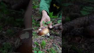 BOLETUS EDULIS boletus funghi porcini seta cogumelo mushroom ciuperci pilze [upl. by Nauqaj304]