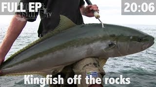 Yellowtail kingfish off the Rocks [upl. by Nylcsoj]