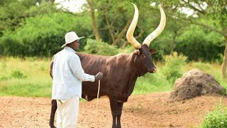 MEET PRESIDENT MUSEVENIS BEST FRIEND  ANKOLE LONG HORNED CATTLE [upl. by Kcid]