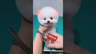 Teacup dog price in India  Pomeranian dog price  Pomeranian puppies viral shorts tranding CR7 [upl. by Jacqui]