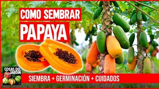 COMO SEMBRAR PAPAYA  CULTIVO SIEMBRA Y CUIDADOS [upl. by Lechner813]