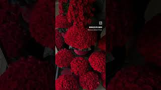 red roses ❀♡trending viralaesthetic youtubeshorts [upl. by Levey206]