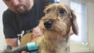 How to groom a wirehaired dog with Karhia Pro [upl. by Cia]