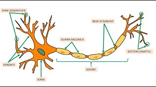 IL POTENZIALE DAZIONE 🧠 [upl. by Ahsoek508]