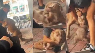 Pit Bull attacks small dog and bit its ear off at a Petfriendly Yard House Restaurant [upl. by Aihsram]