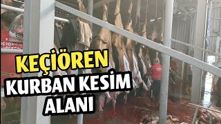 2024 KURBANLIK KESİMİ AŞAMALARI  Keçiören Belediyesi Kurban Kesim Yeri  Bağlum [upl. by Fosdick]