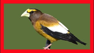 Evening Grosbeak Song Evening Grosbeak Call  Pepitero Norteño Canto  Coccothraustes Vespertinus [upl. by Stander]