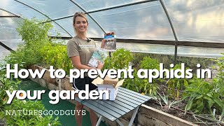 How to get rid of aphids in your organic garden with beneficial insects [upl. by Wanfried]