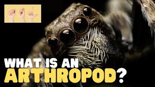 ASL What is an Arthropod [upl. by Anemij]