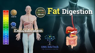 Fat Digestion and Emulsification  How Are Fats Lipids Digested [upl. by Anha]