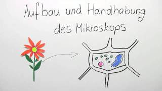 Aufbau und Handhabung des Mikroskops  Biologie  Cytologie [upl. by Aiksa]