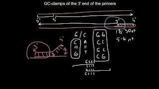 Primer design What is 3 GC clamp [upl. by Atima]