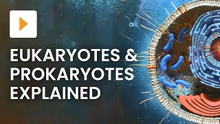 Prokaryotic vs Eukaryotic Cells  High School Biology [upl. by Oahc]