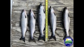 Kokanee Salmon Fishing – Trolling in West Hill Pond [upl. by Enyleve]