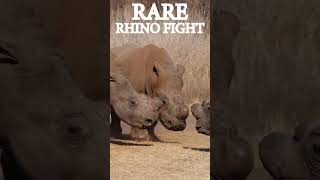 Rare Rhino Fight Revealed wildlife africananimal wildlifeexperience [upl. by Adrien108]