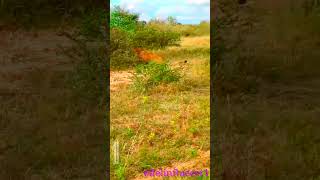 Pride of lions ambushed on hyena lions lion wildafrica animals [upl. by Aizirtap464]