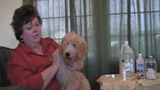 Labradoodles LampG Labradoodle Ear Care Tutorial [upl. by Enelez]